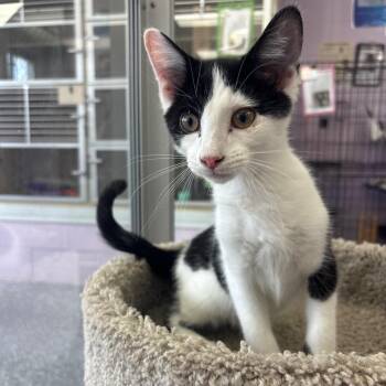 Cowboy -  Domestic Short Hair Cat for Adoption in Marshalltown, Iowa - Cowboy | PetCurious