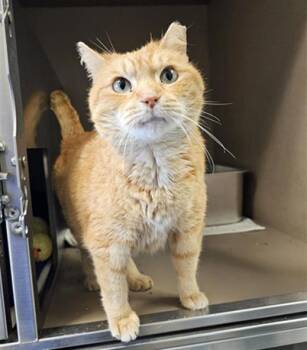 Domestic Short Hair Cats Available for Adoption in Clyde, North Carolina - ROBIN | PetCurious