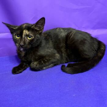Harmony 2 -  Domestic Short Hair Cat for Adoption in North Myrtle Beach, South Carolina - Harmony 2 | PetCurious