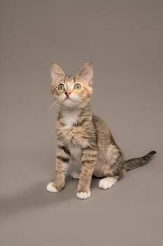 Dreami -  Domestic Short Hair Cat for Adoption in Fort Worth, Texas - Dreami | PetCurious