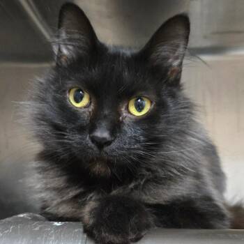 Domestic Short Hair Cats Available for Adoption in West Olive, Michigan - Goku | PetCurious