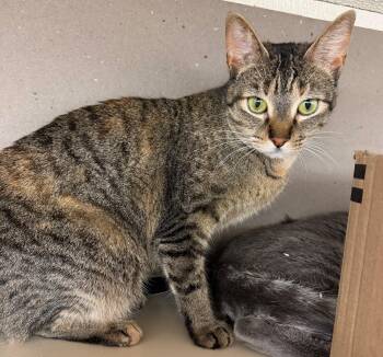 Domestic Short Hair Cats Available for Adoption - Sue | PetCurious