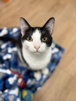Rescue Domestic Short Hair Cats for Adoption in Corpus Christi, Texas - Bucko | PetCurious