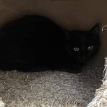 American Shorthair Cats Available for Adoption in Blue Earth, Minnesota - Spotless | PetCurious