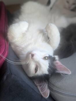 Vanilla Bean -  Domestic Medium Hair Cat for Adoption in Hillsborough, North Carolina - Vanilla Bean | PetCurious