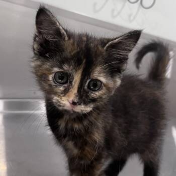 Domestic Short Hair Cats Available for Adoption in Washburn, Missouri - Azalea | PetCurious