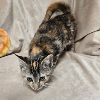 Lisbon -  Domestic Short Hair Cat for Adoption in Brighton, Missouri - Lisbon | PetCurious
