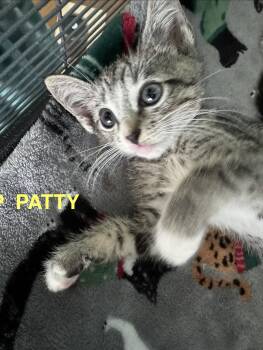 Peppermint Patty -  Tabby Cat for Adoption in Orlando, Florida - Peppermint Patty | PetCurious