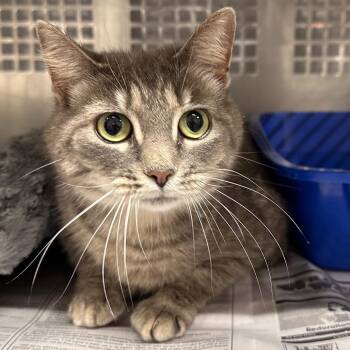 Whitton -  Domestic Short Hair Cat Available for Adoption in Mount Vernon, Indiana - Whitton | PetCurious