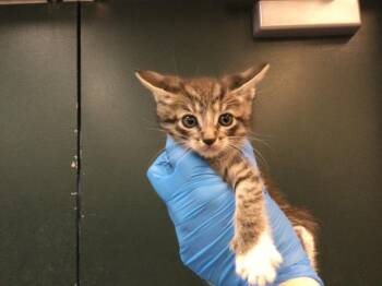 Domestic Short Hair Cats Available for Adoption in Thousand Palms, California - BONBON | PetCurious