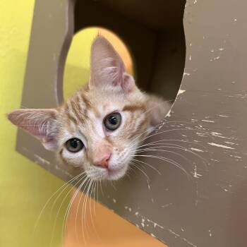 Domestic Short Hair Cats Available for Adoption in Fresno, California - Zim | PetCurious