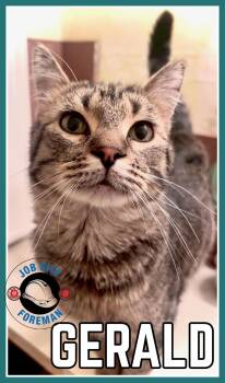 Domestic Short Hair Cats Available for Adoption in Valley City, North Dakota - Gerald "Gerry" | PetCurious