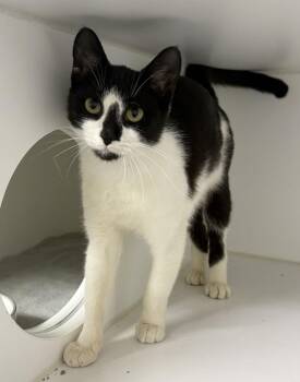Ursula -  Domestic Short Hair Cat for Adoption in Rochester, Indiana - Ursula | PetCurious