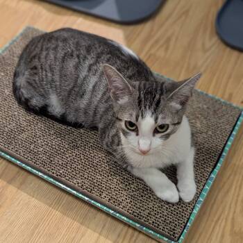 Rescue Domestic Short Hair Cats for Adoption in Ashland, Virginia - Jade | PetCurious