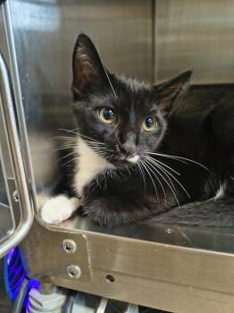 Roz -  Domestic Short Hair Cat for Adoption in Maryville, Tennessee - Roz | PetCurious