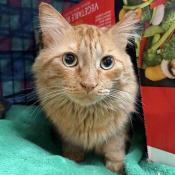 FINIGAN BOY -  Maine Coon and Domestic Long Hair Cat for Adoption in Beaverton, Oregon - FINIGAN BOY | PetCurious