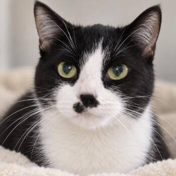 Star (FIV Positive) -  Domestic Short Hair Cat for Adoption in Beaverton, Oregon - Star (FIV Positive) | PetCurious