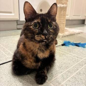 Kubo -  Domestic Short Hair Cat for Adoption in Chicago, Illinois - Kubo | PetCurious