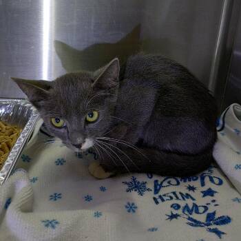 IVHS-Stray-142225 -  Domestic Short Hair Cat for Adoption in San Gabriel, California - IVHS-Stray-142225 | PetCurious
