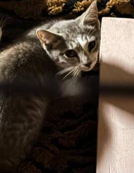 Thunder -  Domestic Short Hair Cat for Adoption in Lewistown, Pennsylvania - Thunder | PetCurious