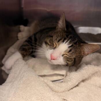 Polaro -  Domestic Short Hair Cat for Adoption in Indianapolis, Indiana - Polaro | PetCurious