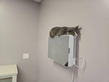Domestic Short Hair Cats Available for Adoption in Athens, Tennessee - Waldo | PetCurious