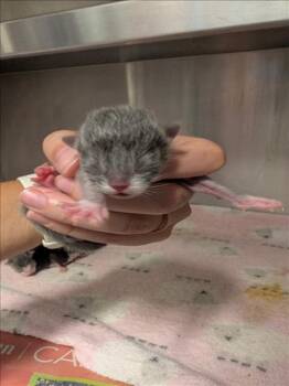 A656300 -  Domestic Short Hair Cat for Adoption in Houston, Texas - A656300 | PetCurious