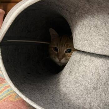 Ollie ARC2026-094 -  Domestic Short Hair Cat for Adoption in Akron, New York - Ollie ARC2026-094 | PetCurious