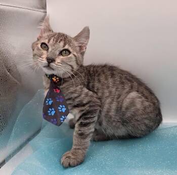 Peanut -  Domestic Short Hair and American Curl Cat for Adoption in Mobile, Alabama - Peanut | PetCurious