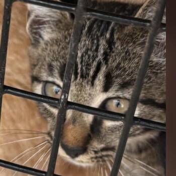 Tiger -  Domestic Short Hair Cat for Adoption in Parma, Ohio - Tiger | PetCurious