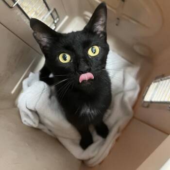 Bunky -  Domestic Short Hair Cat for Adoption in Chattanooga, Tennessee - Bunky | PetCurious