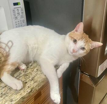 Domestic Short Hair Cats Available for Adoption - Ginger | PetCurious