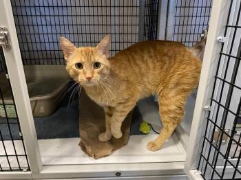 Domestic Short Hair Cats Available for Adoption in Raleigh, North Carolina - Skimbleshanks | PetCurious