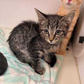 Queue -  Domestic Short Hair Cat for Adoption in Salt Lake City, Utah - Queue | PetCurious