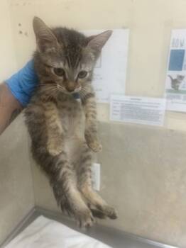 Rescue Domestic Short Hair Cats for Adoption in Honolulu, Hawaii - 59781047 | PetCurious