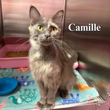Camille -  Domestic Long Hair Cat for Adoption in Oak Ridge, Tennessee - Camille | PetCurious