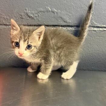 TUSC-Stray-85342_2 -  Domestic Short Hair Cat for Adoption in Tuscaloosa, Alabama - TUSC-Stray-85342_2 | PetCurious