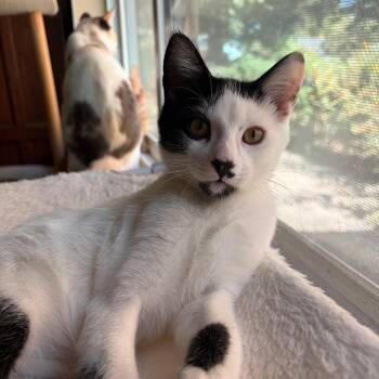 Yazzine -  Domestic Short Hair Cat for Adoption in Norman, Oklahoma - Yazzine | PetCurious