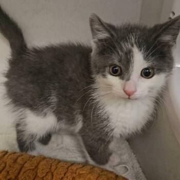Domestic Medium Hair Cats Available for Adoption in Dayton, Ohio - Nugget | PetCurious