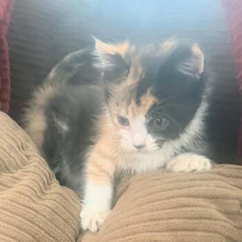 Puma -  Domestic Short Hair Cat for Adoption in Grantsville, Utah - Puma | PetCurious