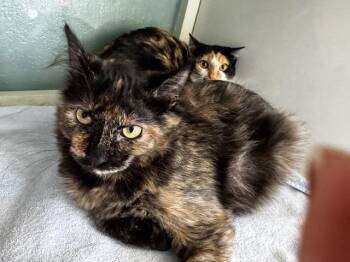 Rescue Domestic Medium Hair Cats for Adoption in Hutchinson, Minnesota - Della And Dani California | PetCurious