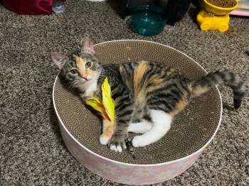 Domestic Short Hair Cats Available for Adoption - Peach | PetCurious