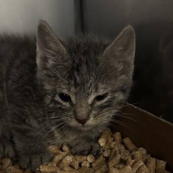 Deep Fried Twinkie -  Domestic Short Hair Cat for Adoption in Troy, Virginia - Deep Fried Twinkie | PetCurious