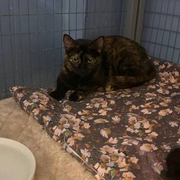 Minxie -  American Shorthair Cat for Adoption in Tipton, Iowa - Minxie | PetCurious