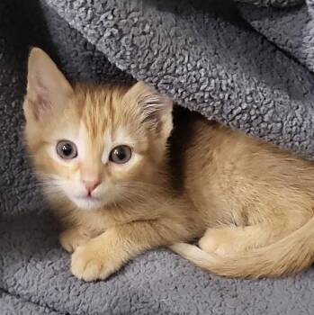 Karl -  Domestic Short Hair and Tabby Cat for Adoption in Minneapolis, Minnesota - Karl | PetCurious