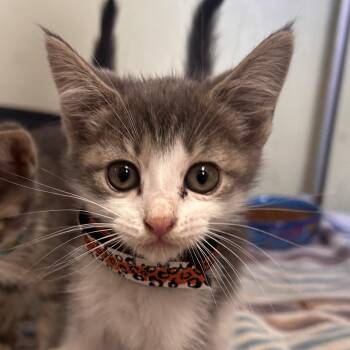 Domestic Short Hair Cats Available for Adoption in Margate, Florida - Peaches | PetCurious