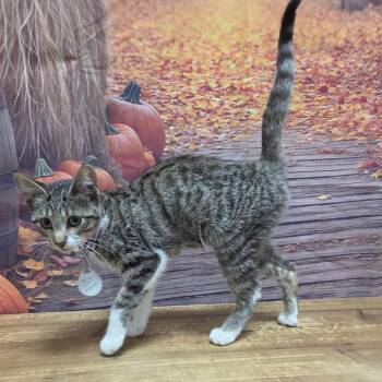 Tiger Lily -  Domestic Short Hair Cat for Adoption in Normal, Illinois - Tiger Lily | PetCurious