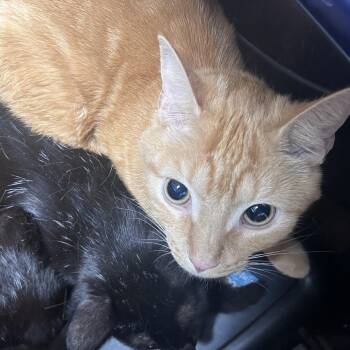 Domestic Short Hair Cats Available for Adoption in Philadelphia, Pennsylvania - Goo | PetCurious