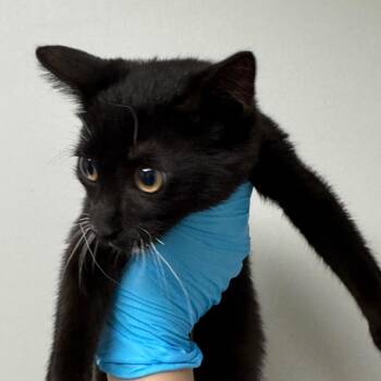 Pickle -  Domestic Short Hair Cat for Adoption in Concord, North Carolina - Pickle | PetCurious