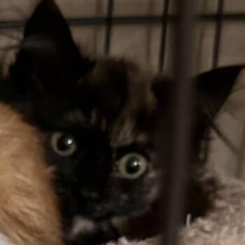 Cleo -  Domestic Short Hair Cat for Adoption in New York, New York - Cleo | PetCurious